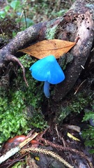 Entoloma hochstetteri