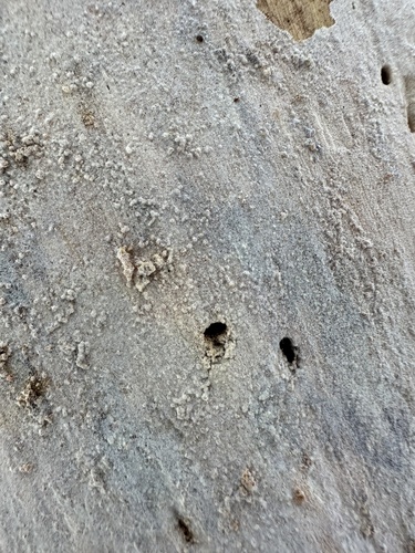 Botryobasidium vagum observed 2024-01-20