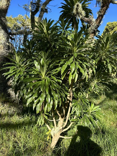 Clermontia pyrularia, 2024-01-14