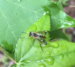 Rhagio albicornis
