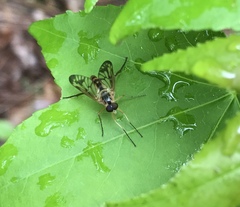Rhagio albicornis