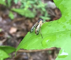 Rhagio albicornis