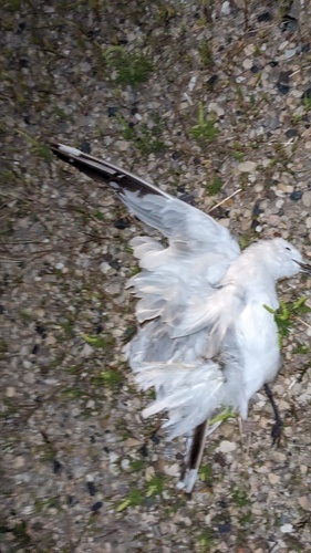 Ring-billed Gull photographed in Wisconsin