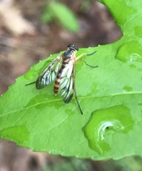 Rhagio albicornis