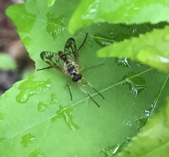 Rhagio albicornis