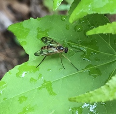 Rhagio albicornis