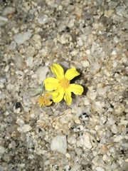 Eriophyllum wallacei