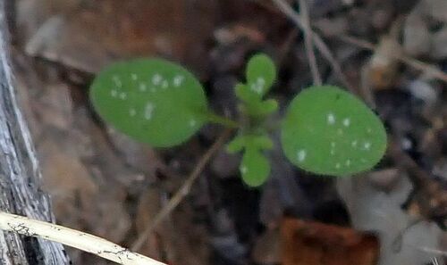 Spotted Hideseed seedling