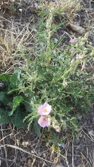 Sphaeralcea incana