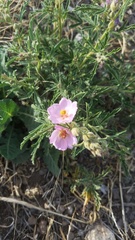 Sphaeralcea incana