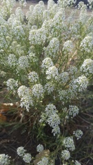 Lepidium alyssoides