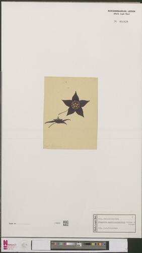 Orbeopsis albocastanea (Marloth) L.C.Leach