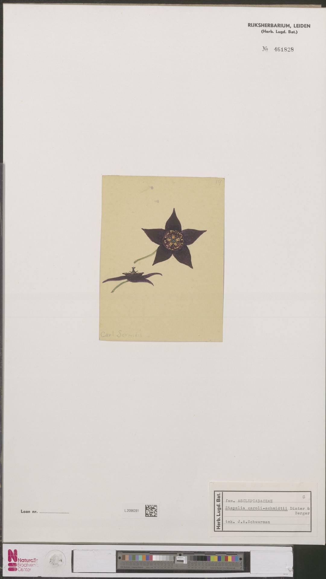 Stapelia albocastanea Marloth