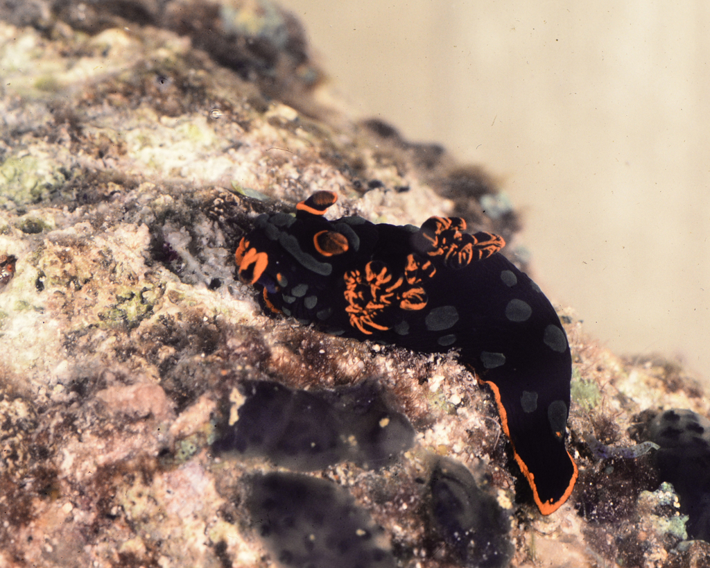 Trance Wrinkle Dorid
