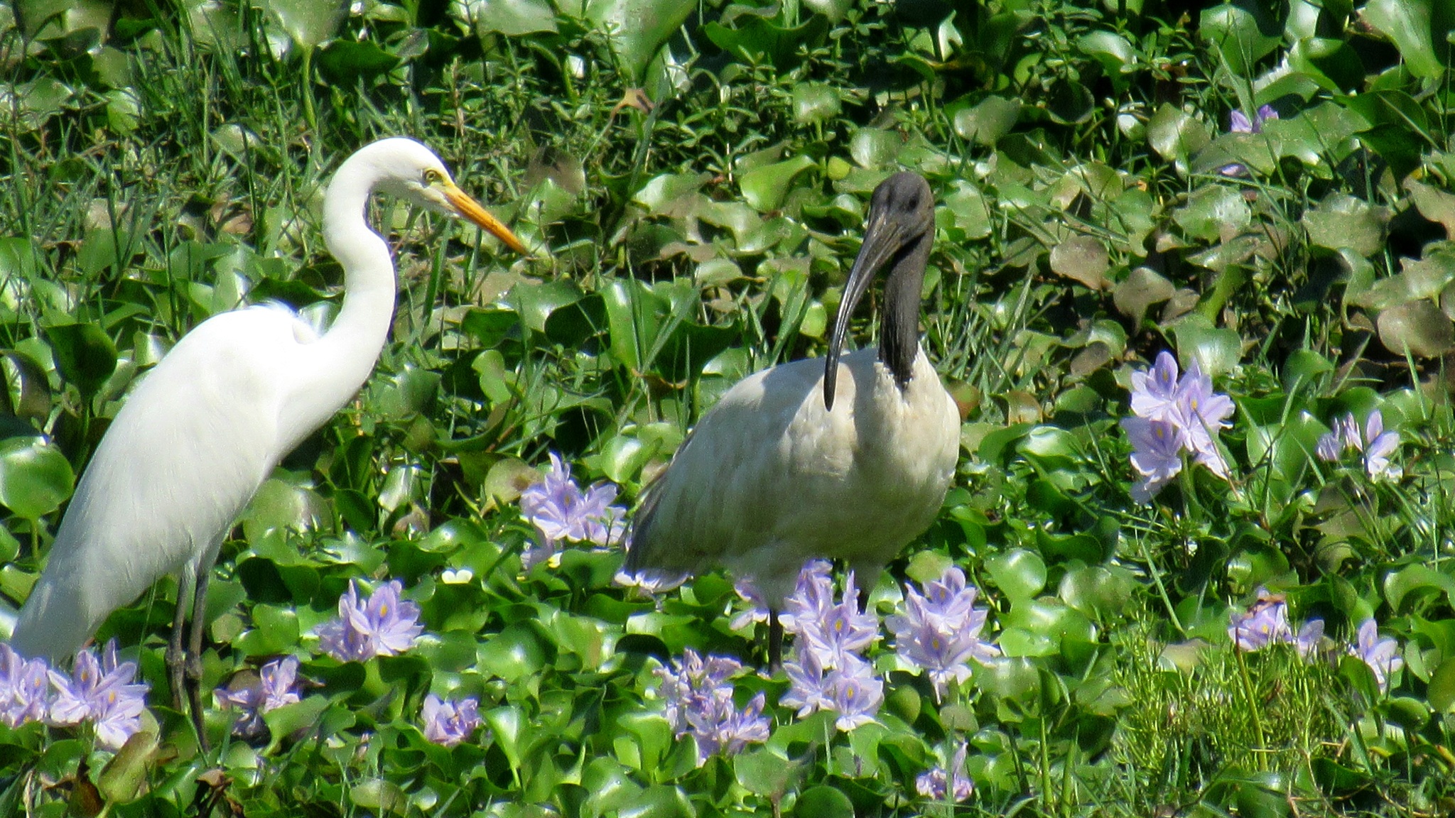 Black-headed Ibis