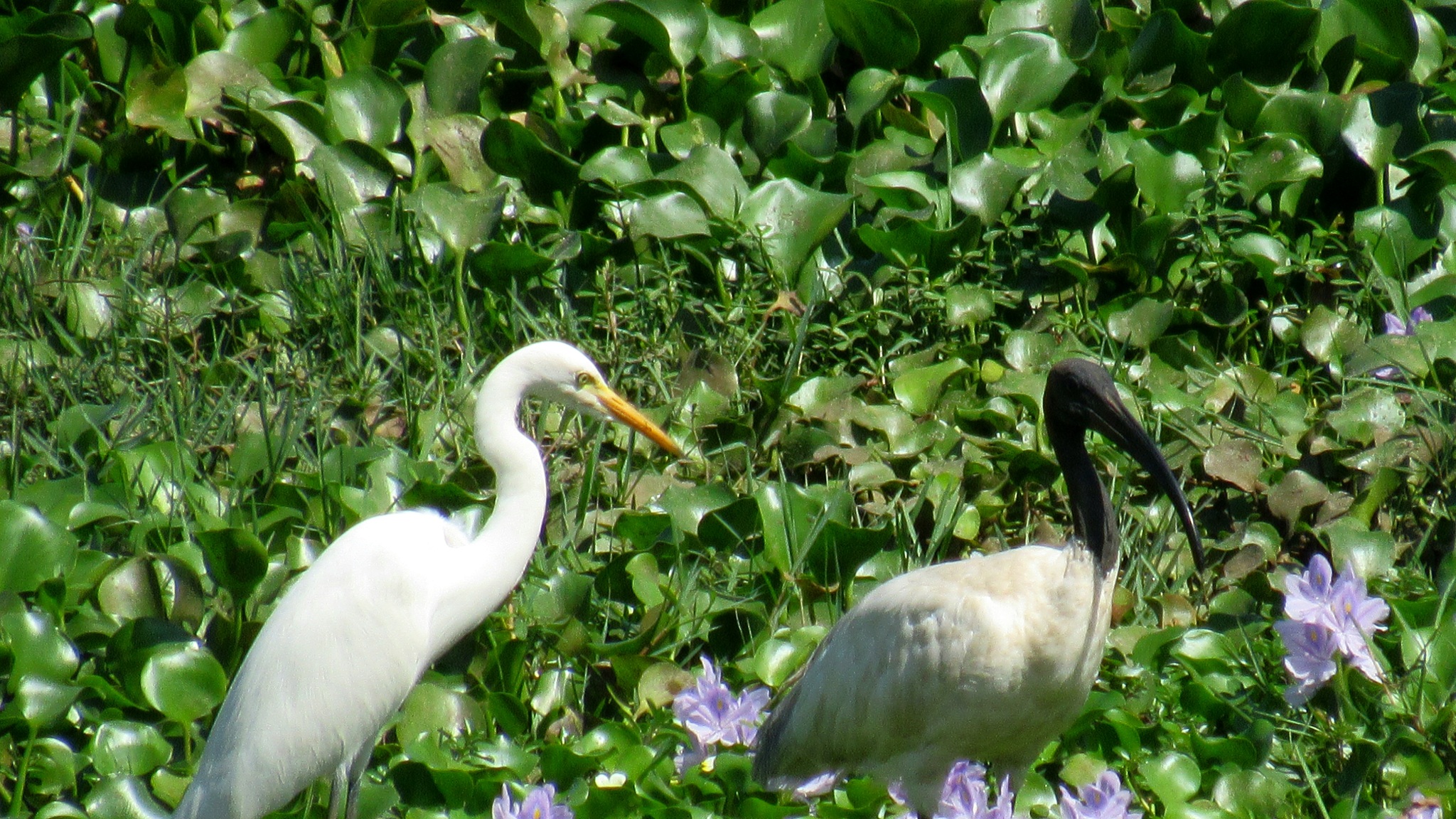 Black-headed Ibis