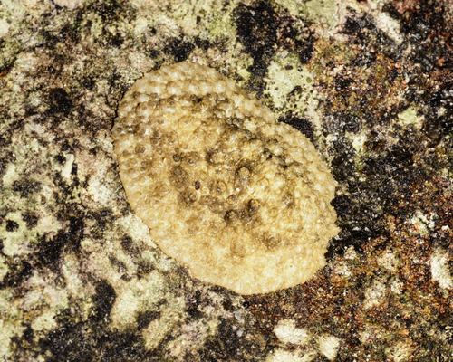 Peronia peronii