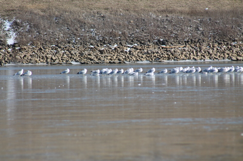 Ring-billed Gull photographed in Tennessee