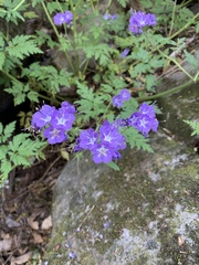 Phacelia bipinnatifida