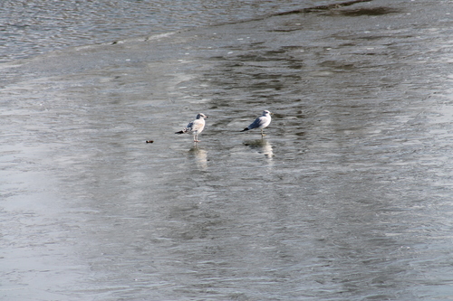 Ring-billed Gull photographed in Tennessee