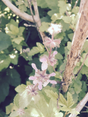 Stachys rigida quercetorum