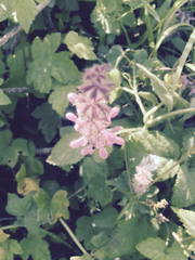 Stachys rigida quercetorum
