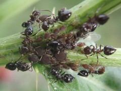 Crematogaster cerasi