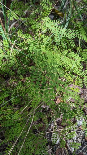 few-flower holdback (Denisophytum pauciflorum)