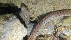 Costa Rica Water Snake