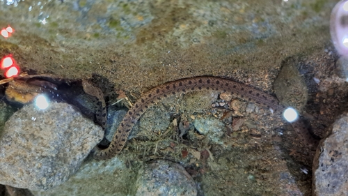 Costa Rica Water Snake