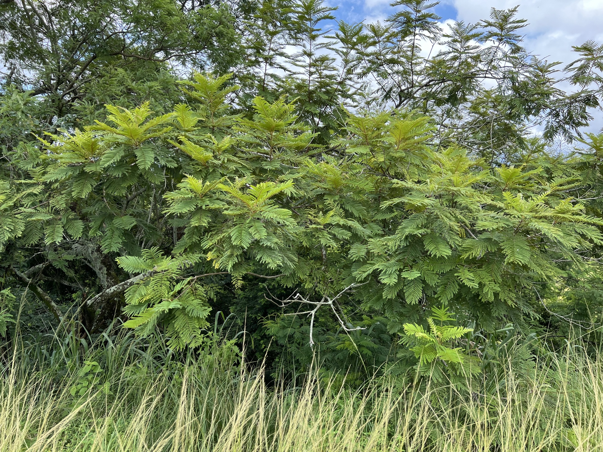 Imagem de Ipê-amarelo