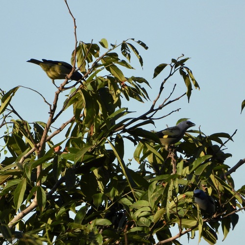 Yellow-winged Tanager (Thraupis abbas), photo 7