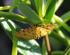 Phaedropsis stictigramma