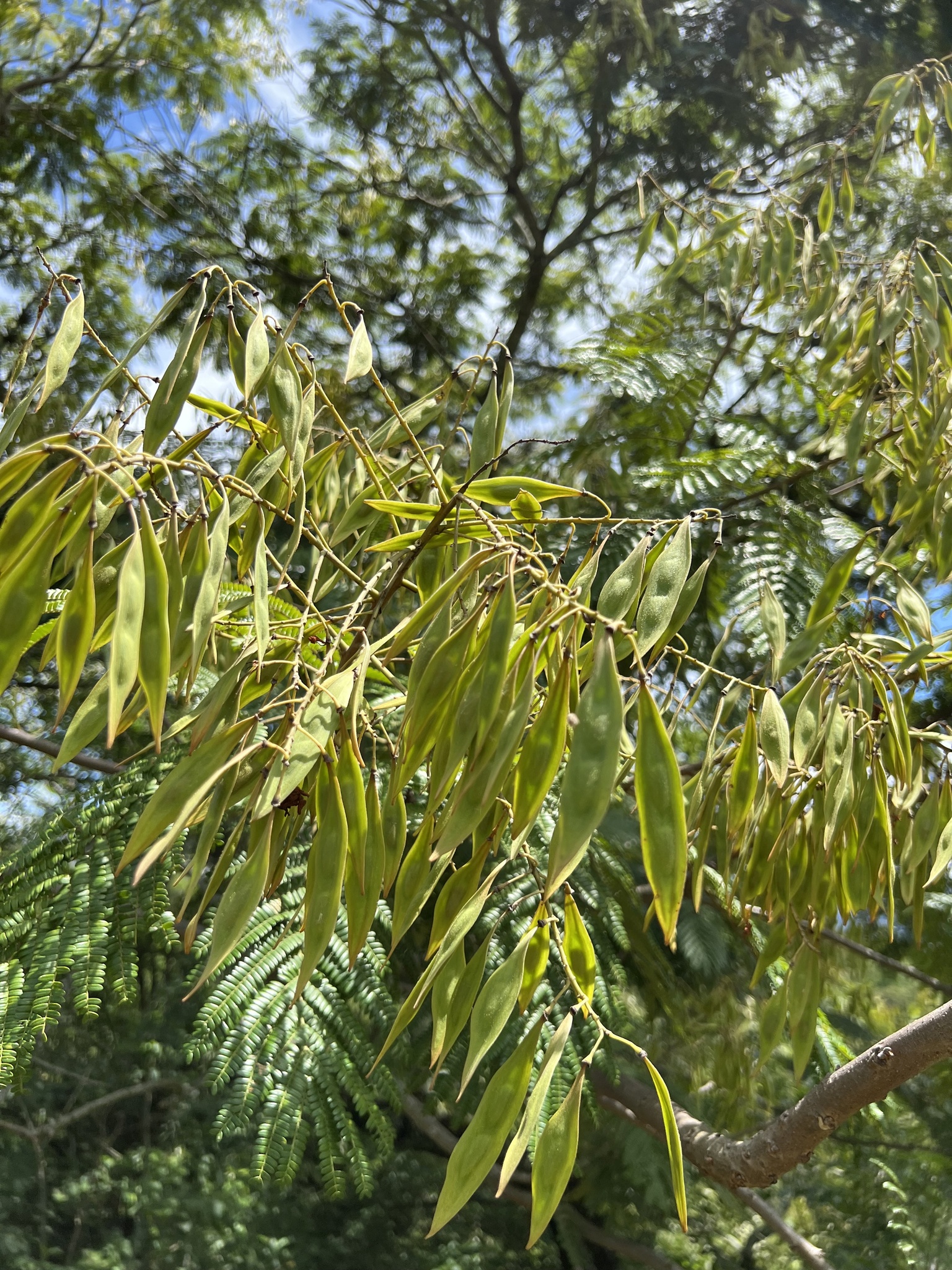 Imagem de Ipê-amarelo