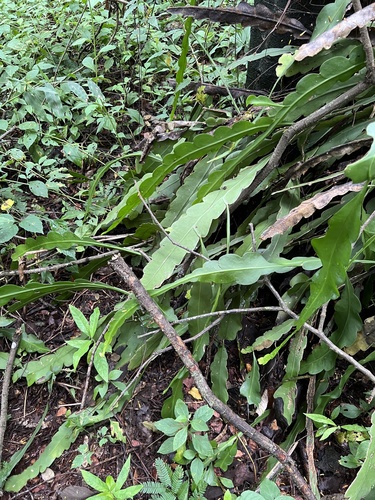 Foto de Pitainha de forquilha