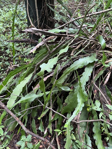Foto de Pitainha de forquilha
