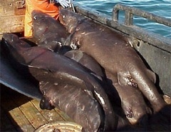 Pacific Sleeper Shark photo 3