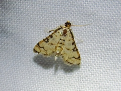 Hileithia aplicalis