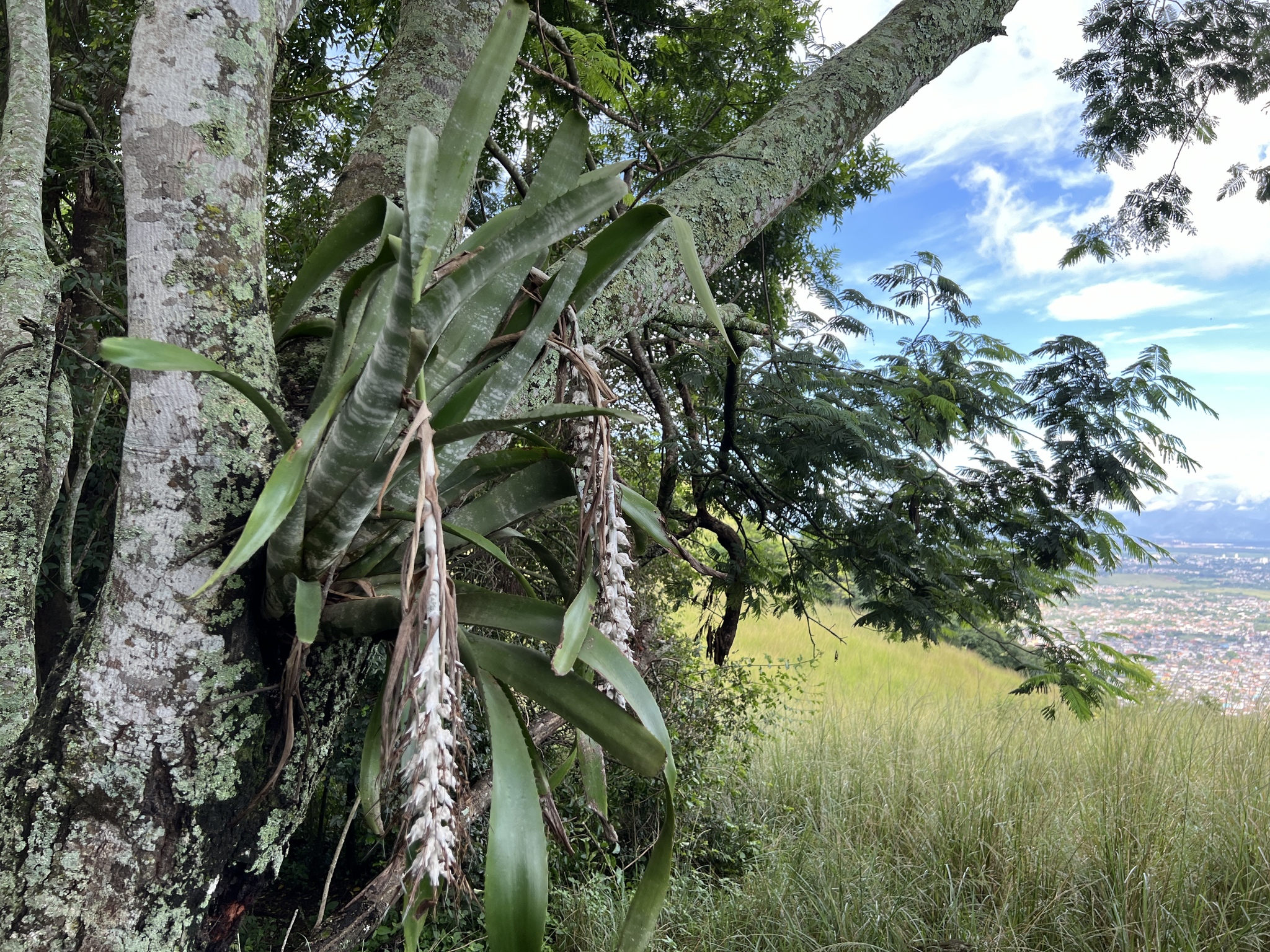 Imagem de Bilbergia-zebrina