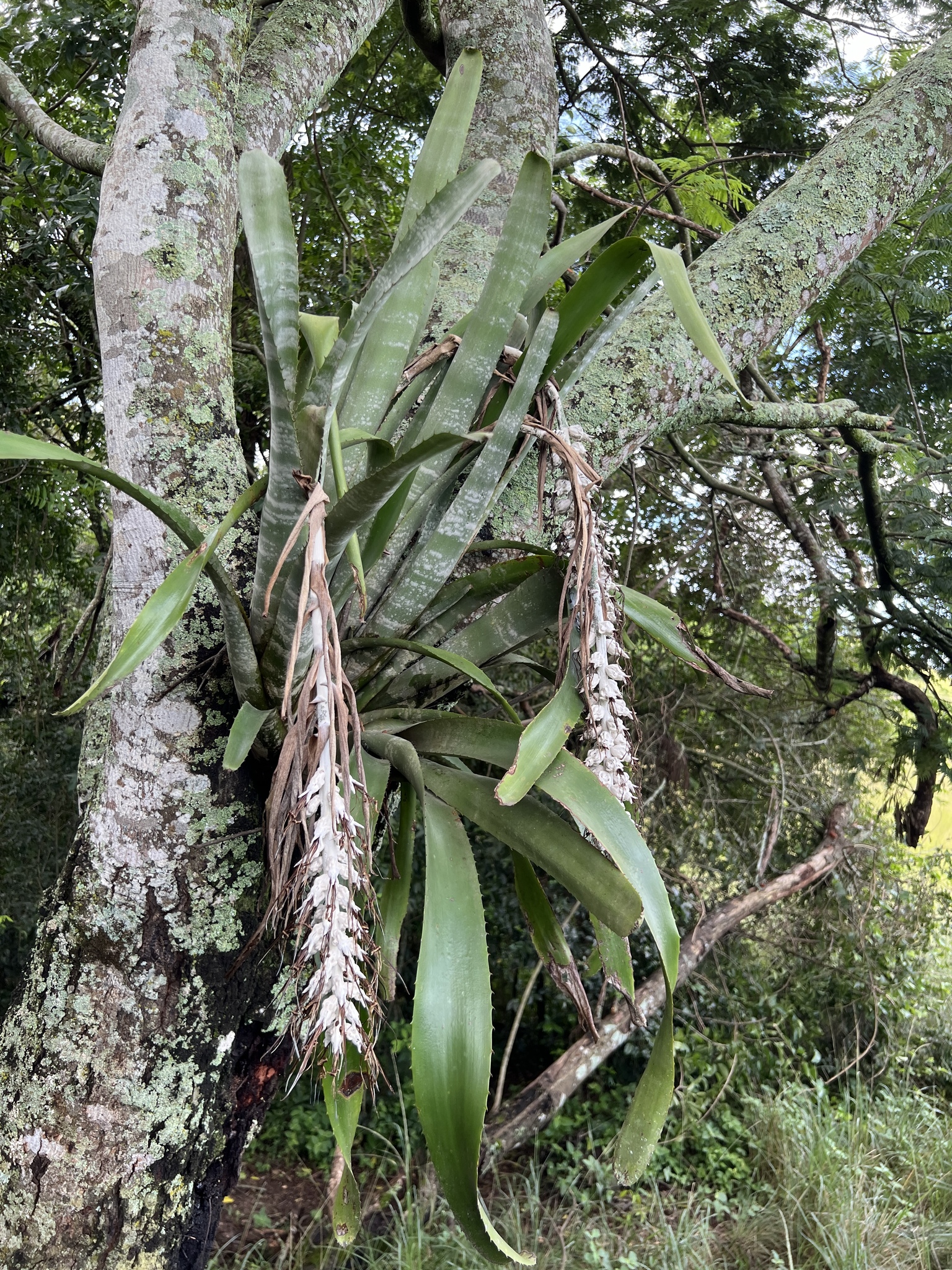 Imagem de Bilbergia-zebrina