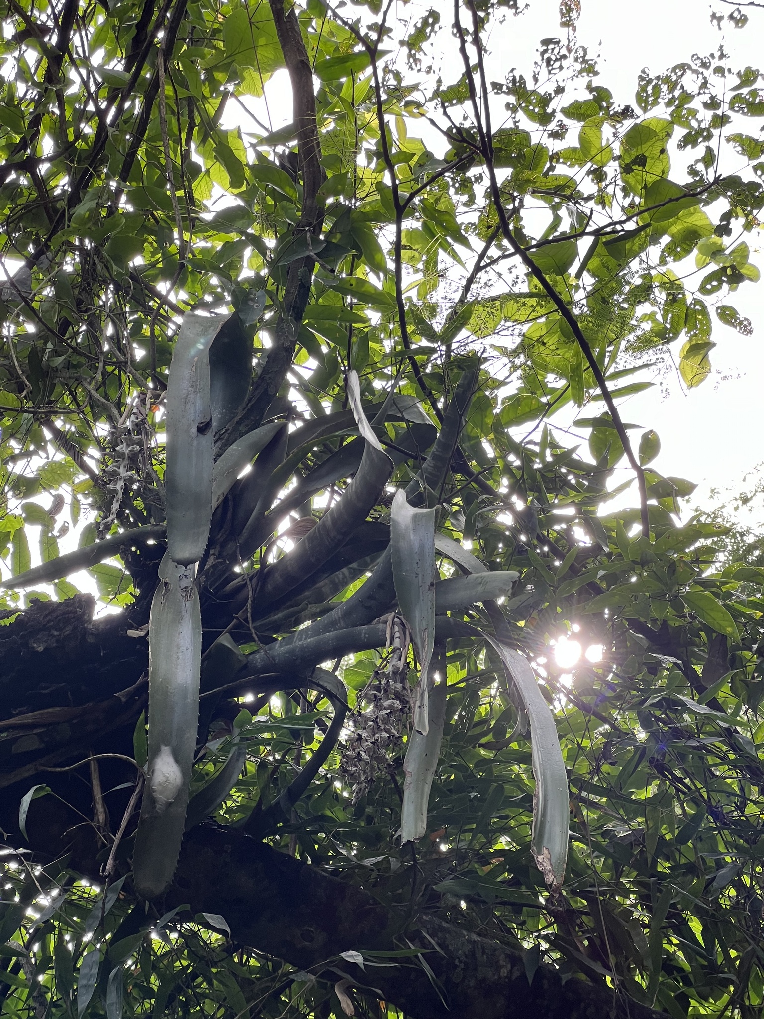 Imagem de Bilbergia-zebrina