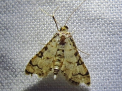 Hileithia aplicalis