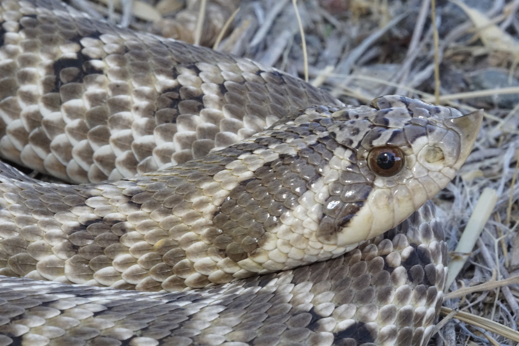 Mexican Hognose Snake in August 2023 by Yinpeng Zhang · iNaturalist