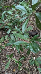 Florida Snowbush (Gymnanthes lucida)