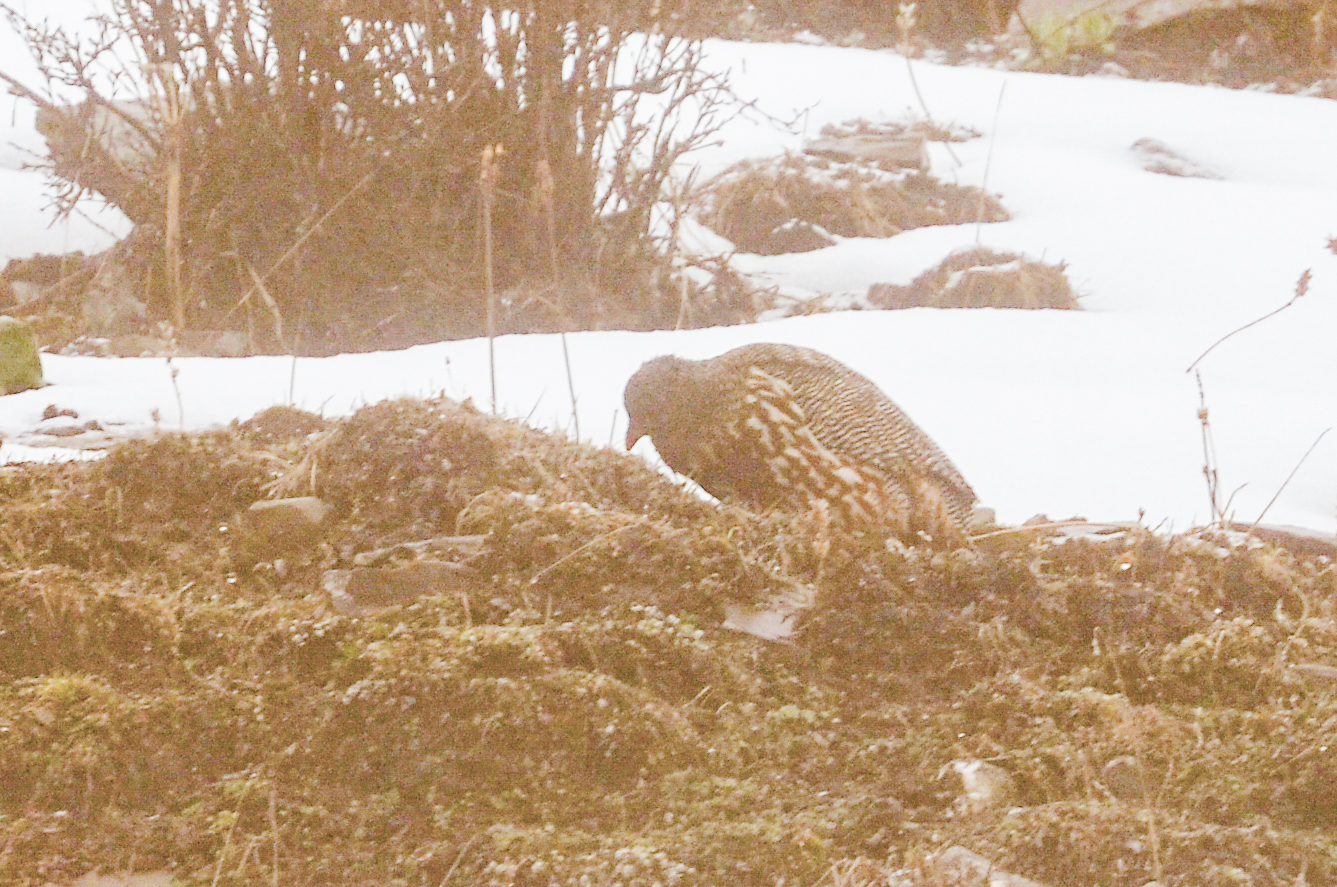 Snow Partridge (Lerwa lerwa), photo 5