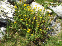 Hypericum maculatum maculatum