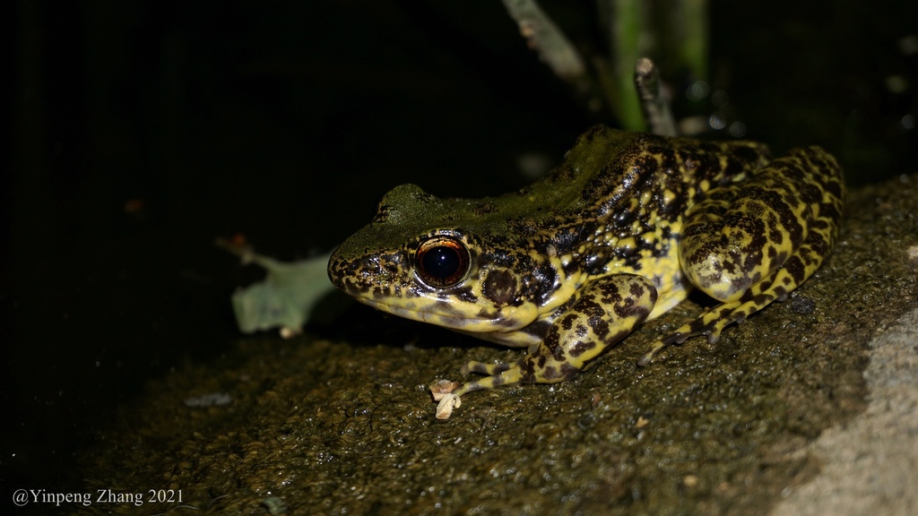 Diskless-Fingered Odorous Frog