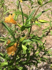 Diplacus longiflorus