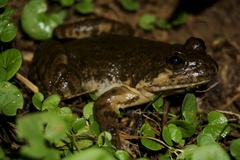 Yunnan Mountain Frog photo 5