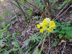 Primula veris macrocalyx